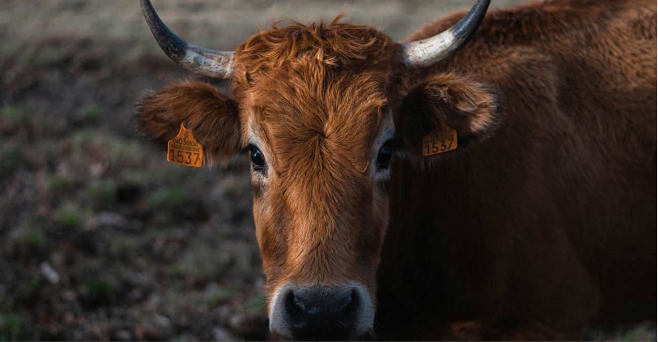 Στην αντεπίθεση οι Κτηνιατρικές Υπηρεσίες: «Οι ταύροι είναι επικίνδυνα ζώα – Το όπλο ήταν η μόνη λύση»