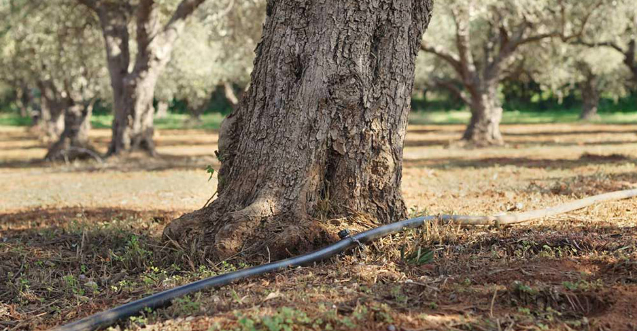 Μεταφέρουν νερό με τα παγούρια για να σώσουν τα δέντρα τους – Καταγγέλλουν κρατικά κενά και παραλείψεις οι Κοινοτάρχες