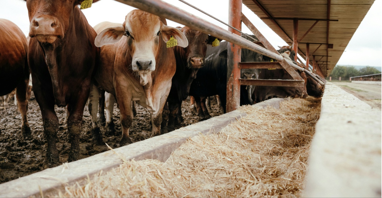 «Μπλόκο» σε 11 κτηνοτροφικές μονάδες στο Πέργαμος – Στο μικροσκόπιο παράνομη διακίνηση γάλακτος