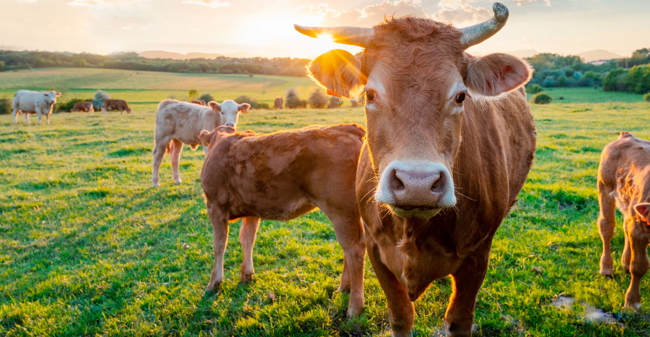 &Alpha;&nu;&tau;&iota;&sigma;&tau;&rho;έ&phi;&epsilon;&iota; &tau;&alpha; &pi;&upsilon;&rho;ά: &laquo;&Beta;ό&mu;&beta;&alpha;&raquo; &Pi;ί&pi;&eta; &gamma;&iota;&alpha; &alpha;&phi;&theta;ώ&delta;&eta; &pi;&upsilon;&rho;&epsilon;&tau;ό: &laquo;&Epsilon;&delta;ώ &kappa;&alpha;&iota; &delta;ύ&omicron; &epsilon;&beta;&delta;&omicron;&mu;ά&delta;&epsilon;&sigmaf; &omicron; &iota;ό&sigmaf; &sigma;&tau;&iota;&sigmaf; &kappa;&tau;&eta;&nu;&omicron;&tau;&rho;&omicron;&phi;&iota;&kappa;έ&sigmaf; &mu;&omicron;&nu;ά&delta;&epsilon;&sigmaf;, &delta;&epsilon;&nu; &mu;&alpha;&sigmaf; &epsilon;&nu;&eta;&mu;έ&rho;&omega;&sigma;&alpha;&nu;&raquo;