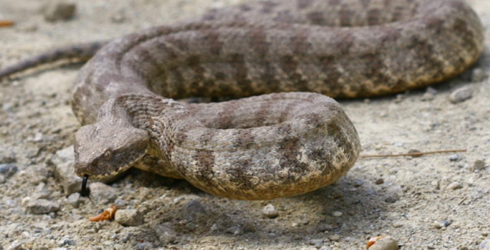 Η στιγμή που γνωστός Κύπριος γητευτής ερπετών εντόπισε μεγάλη φίνα στη Λεμεσό