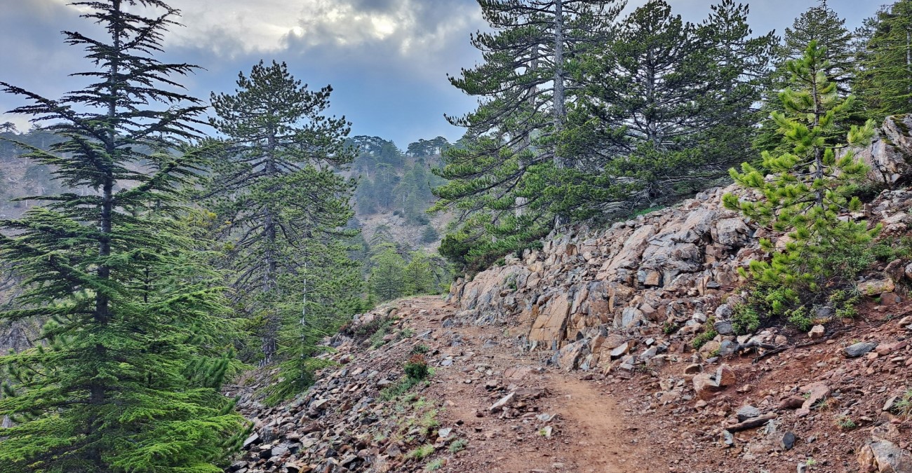 Χάθηκαν δύο νεαροί στο Τρόοδος – Στήθηκε επιχείρηση εντοπισμού τους – Τι συνέβη Χάθηκαν δύο νεαροί στο Τρόοδος – Στήθηκε επιχείρηση εντοπισμού τους – Τι συνέβη