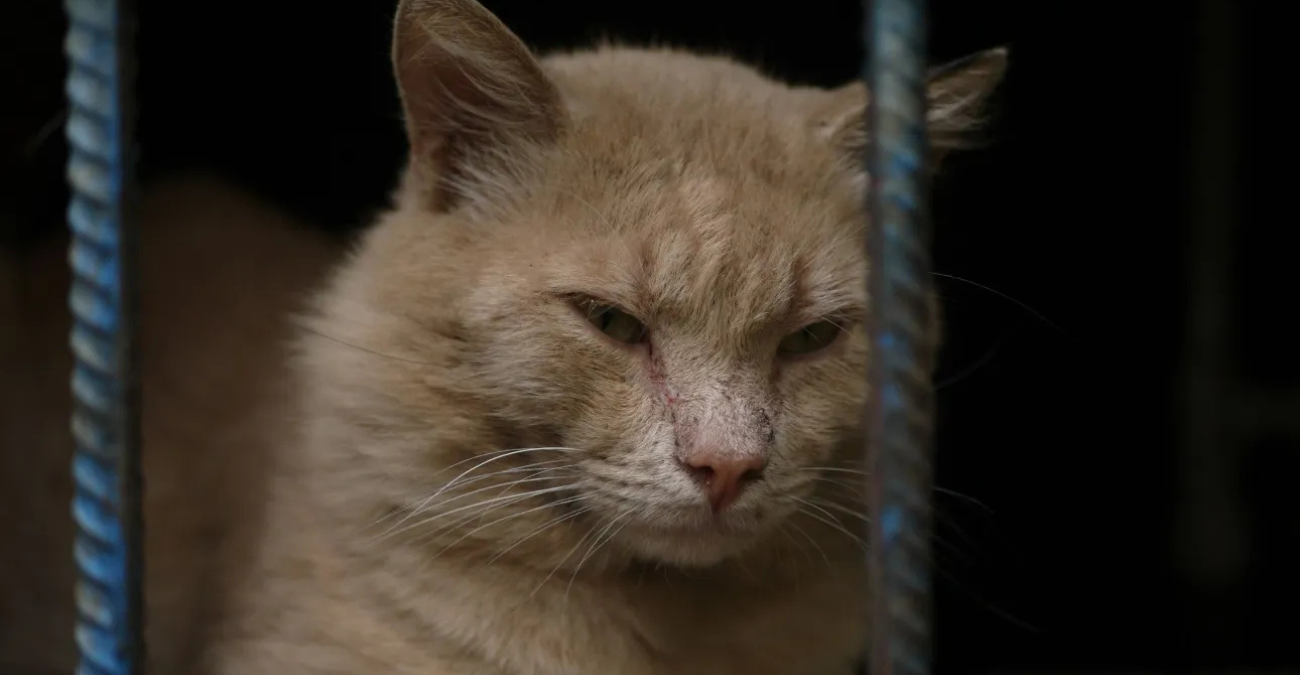 Ζευγάρι εξέτρεφε γάτες τις οποίες προόριζε για φαγητό