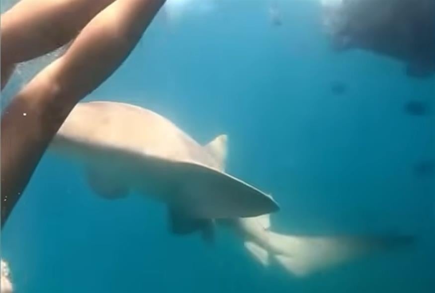 Τρομακτικές εικόνες: Καρχαρίας επιτέθηκε σε 36χρονη που έκανε κατάδυση