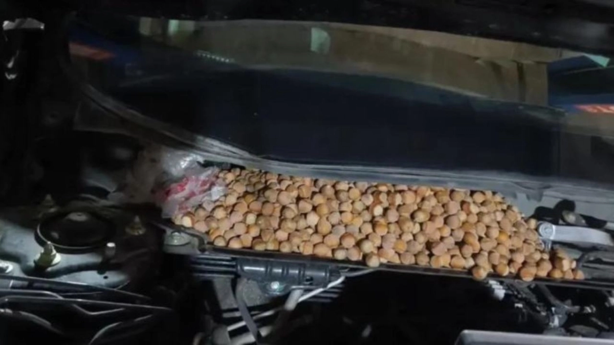 Βρήκε κάτω από το καπό του αυτοκινήτου του πάνω 15 κιλά φουντούκια