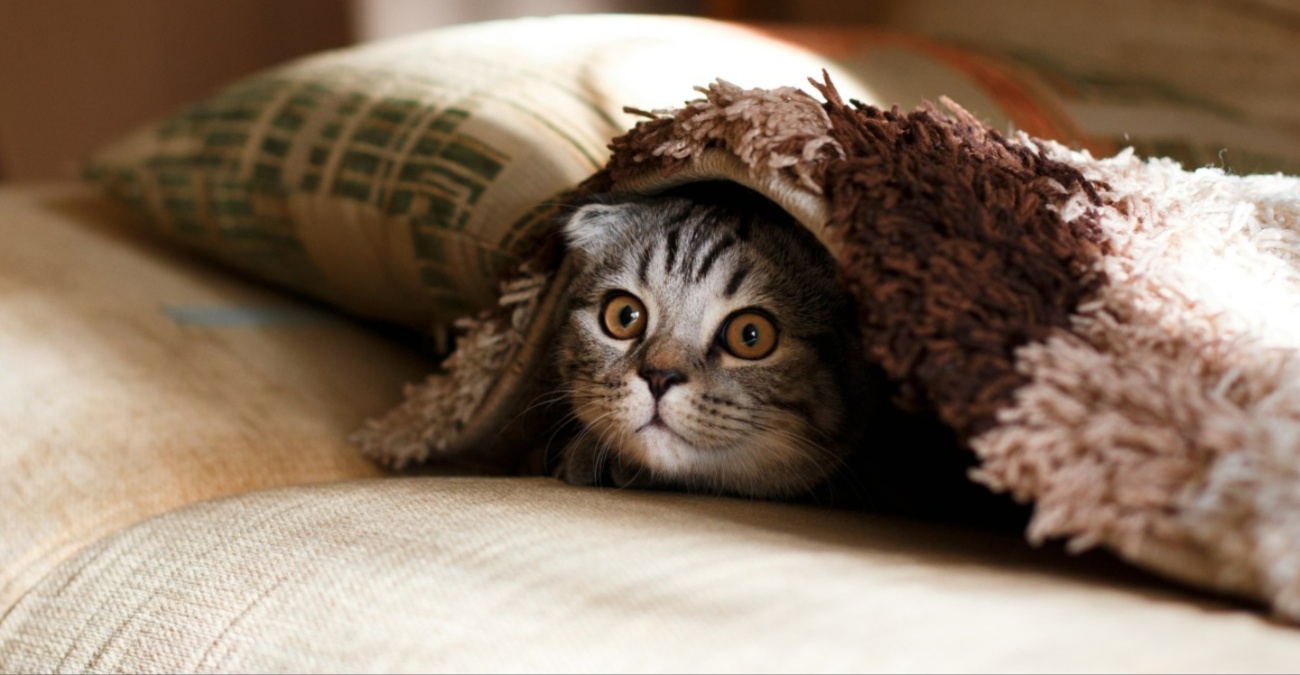 Παράλυτο γατάκι περπάτησε ξανά χάρη στη βοήθεια μαθητών