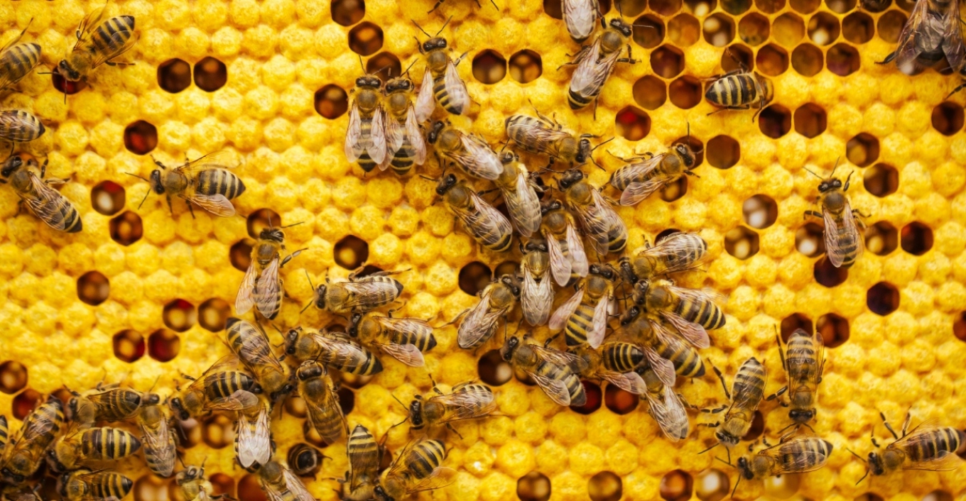 &Iota;&sigma;&tau;&omicron;&rho;&iota;&kappa;ή &alpha;&pi;ό&phi;&alpha;&sigma;&eta; &gamma;&iota;&alpha; &tau;&iota;&sigmaf; &mu;έ&lambda;&iota;&sigma;&sigma;&epsilon;&sigmaf;: &Gamma;ί&nu;&omicron;&nu;&tau;&alpha;&iota; &tau;&omicron; &pi;&rho;ώ&tau;&omicron; έ&nu;&tau;&omicron;&mu;&omicron; &pi;&omicron;&upsilon; &alpha;&pi;&omicron;&kappa;&tau;ά &nu;&omicron;&mu;&iota;&kappa;ά &delta;&iota;&kappa;&alpha;&iota;ώ&mu;&alpha;&tau;&alpha;