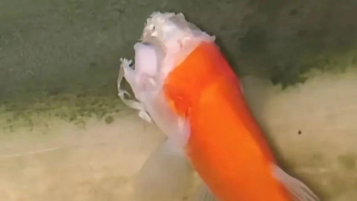 Video: &Alpha;&upsilon;&tau;ό &epsilon;ί&nu;&alpha;&iota; &tau;&omicron; &laquo;&chi;&rho;&upsilon;&sigma;ό&psi;&alpha;&rho;&omicron;-&zeta;ό&mu;&pi;&iota;&raquo;: &Kappa;&omicron;&lambda;&upsilon;&mu;&pi;&omicron;ύ&sigma;&epsilon; &chi;&omega;&rho;ί&sigmaf; &kappa;&epsilon;&phi;ά&lambda;&iota; &epsilon;&pi;ί &delta;ύ&omicron; &epsilon;&beta;&delta;&omicron;&mu;ά&delta;&epsilon;&sigmaf;