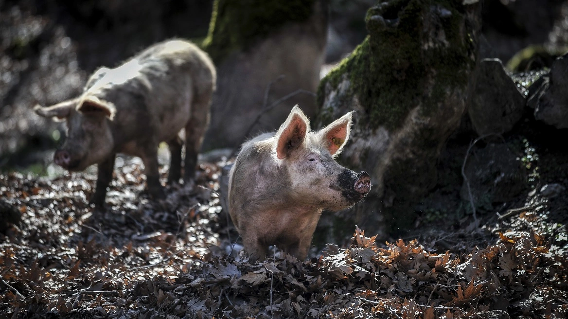 Το ένα τρίτο των πιστοποιητικών εξαγωγής ισπανικού χοιρινού έχει μπλοκαριστεί μετά την ανίχνευση πανώλης των χοίρων