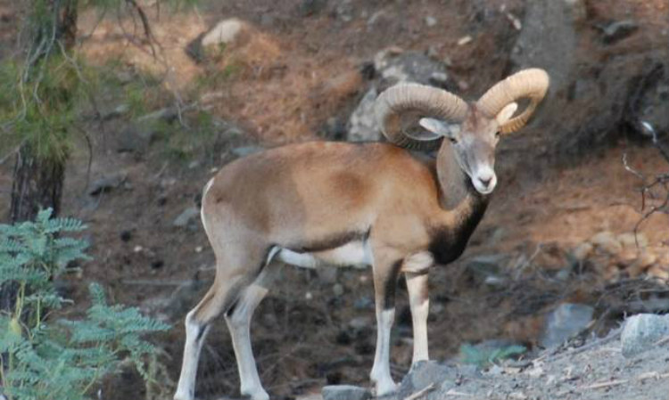 VIDEO: «Η ομορφιά του τόπου μας» – Μικρό αγρινό τρέχει ανέμελο σε κυπριακό δρόμο VIDEO: «Η ομορφιά του τόπου μας» – Μικρό αγρινό τρέχει ανέμελο σε κυπριακό δρόμο