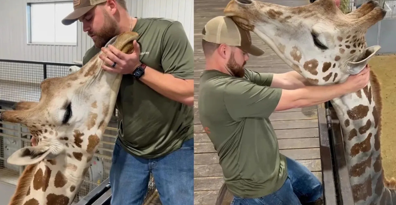 Χειροπράκτης ισιώνει το λαιμό καμηλοπάρδαλης και συγκεντρώνει 50 εκατομμύρια views