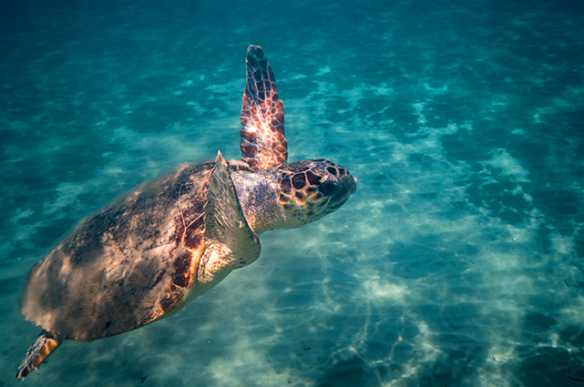 Καταδικαστέα χαρακτηρίζει το Τμήμα Αλιείας τη μεταχείριση θαλάσσιας χελώνας στη Χλώρακα