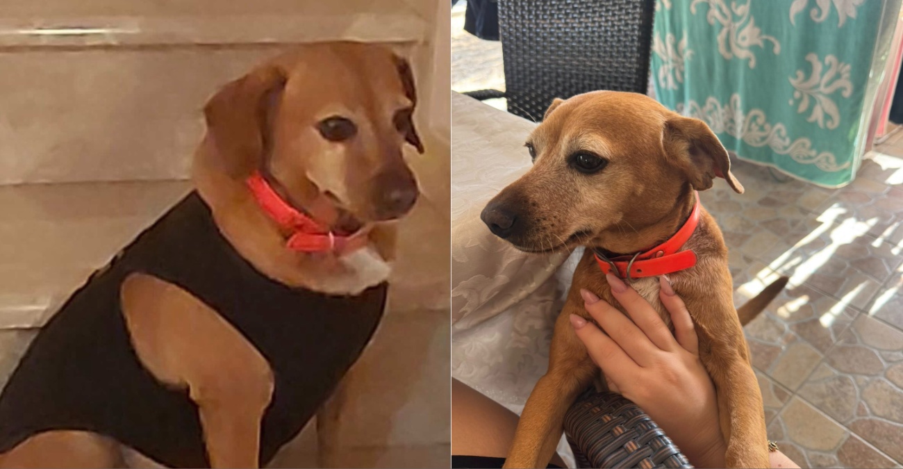 &Theta;&rho;ί&lambda;&epsilon;&rho; &sigma;&tau;&eta;&nu; &Pi;ύ&lambda;&alpha;: &Eta; &Rho;ό&zeta;&alpha; &beta;&rho;έ&theta;&eta;&kappa;&epsilon; &nu;&epsilon;&kappa;&rho;ή &sigma;&tau;&omicron;&nu; &alpha;&upsilon;&tau;&omicron;&kappa;&iota;&nu;&eta;&tau;ό&delta;&rho;&omicron;&mu;&omicron; &alpha;&lambda;&lambda;ά &tau;&omicron; &kappa;&omicron;&lambda;ά&rho;&omicron; &tau;&eta;&sigmaf; &laquo;έ&kappa;&alpha;&nu;&epsilon; &phi;&tau;&epsilon;&rho;ά&raquo;