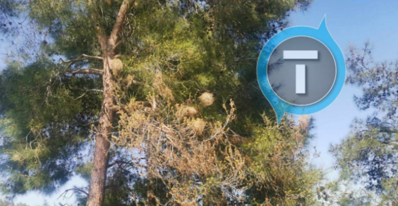 &Kappa;ά&mu;&pi;&iota;&epsilon;&sigmaf; &tau;&omega;&nu; &pi;&epsilon;ύ&kappa;&omega;&nu;: &Pi;ό&tau;&epsilon; &kappa;&alpha;&iota; &pi;&omicron;ύ &epsilon;&mu;&phi;&alpha;&nu;ί&zeta;&omicron;&nu;&tau;&alpha;&iota; &sigma;&tau;&eta;&nu; &Kappa;ύ&pi;&rho;&omicron;; &Pi;&omicron;&iota;&epsilon;&sigmaf; &omicron;&iota; &delta;&iota;&alpha;&phi;&omicron;&rho;έ&sigmaf; &mu;&epsilon; &tau;&alpha; &laquo;&mu;&alpha;&rho;&tau;&omicron;ύ&theta;&kappa;&iota;&alpha;&raquo;; - &Gamma;&iota;&alpha;&tau;ί &epsilon;ί&nu;&alpha;&iota; &epsilon;&pi;&iota;&kappa;ί&nu;&delta;&upsilon;&nu;&epsilon;&sigmaf; &gamma;&iota;&alpha; &alpha;&nu;&theta;&rho;ώ&pi;&omicron;&upsilon;&sigmaf; &kappa;&alpha;&iota;  class=