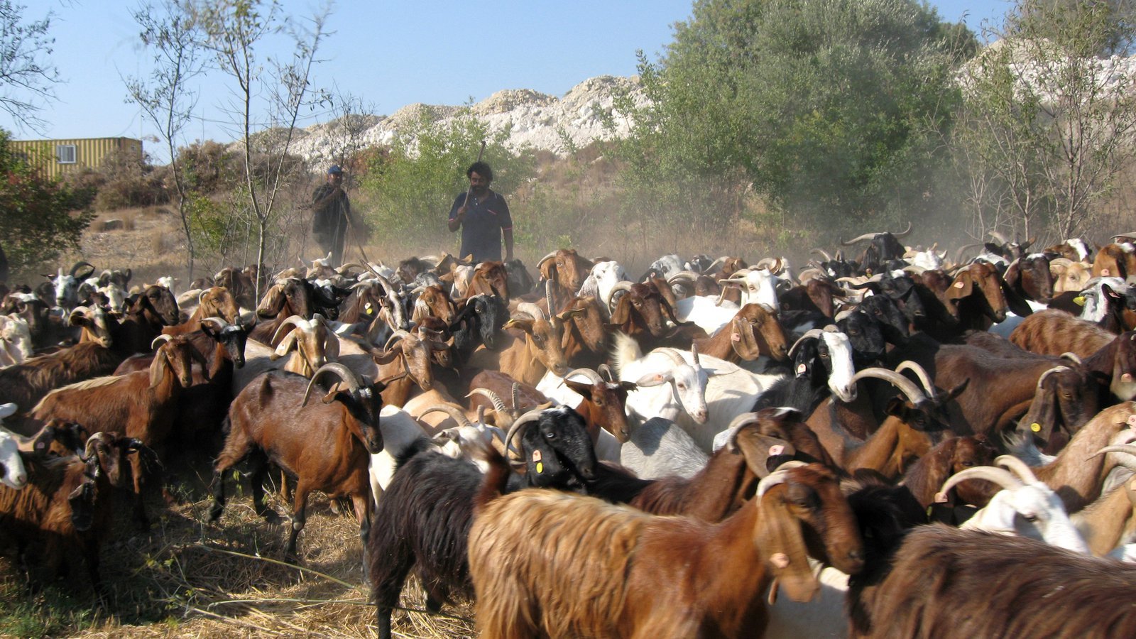 Στην Πάχνα μέλη της «Φωνής των Κτηνοτρόφων» - Θέλουν να αποτρέψουν θανατώσεις ζώων