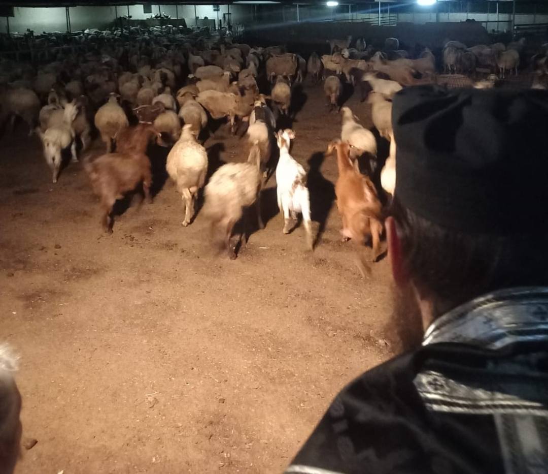 Ξεκαθαρίζει για τους αγιασμούς σε φάρμες η Μητρόπολη Κιτίου - «Δεν επιζητούνται εντυπώσεις»