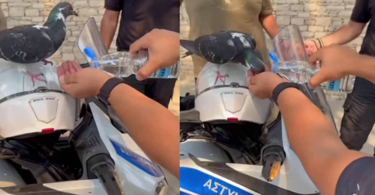 Εθελοντής σώζει διψασμένο περιστέρι στις στάχτες της φωτιάς – Ραγίζει καρδιές