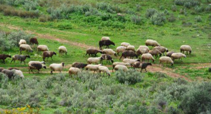 &Alpha;&phi;&theta;ώ&delta;&eta;&sigmaf; &pi;&upsilon;&rho;&epsilon;&tau;ό&sigmaf;: &Iota;&epsilon;&rho;&epsilon;ί&sigmaf; &alpha;&gamma;ί&alpha;&sigma;&alpha;&nu; &tau;&alpha; &zeta;ώ&alpha; &sigma;&epsilon; &phi;ά&rho;&mu;&epsilon;&sigmaf; &tau;&eta;&sigmaf; &Lambda;ά&rho;&nu;&alpha;&kappa;&alpha;&sigmaf; - &Delta;&epsilon;ί&tau;&epsilon; &phi;&omega;&tau;&omicron;&gamma;&rho;&alpha;&phi;ί&epsilon;&sigmaf;