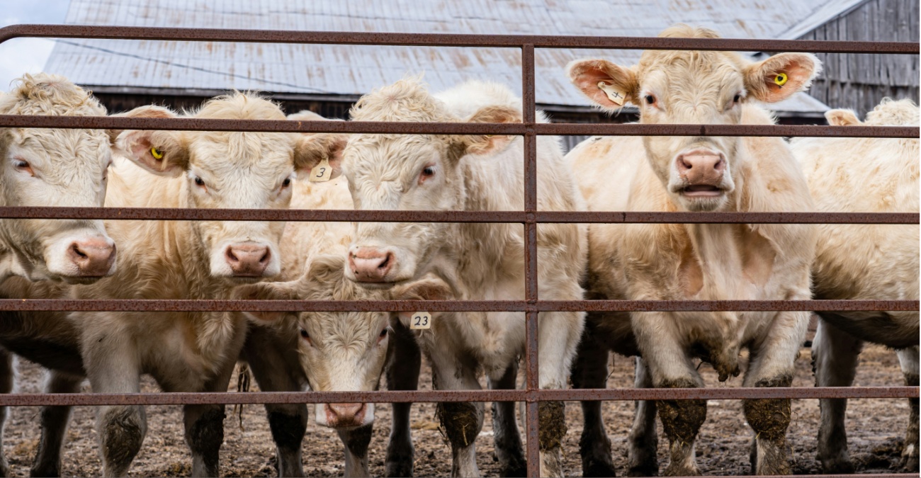 Συναγερμός για τον αφθώδη πυρετό: «Λουκέτο» σε 11 μονάδες στο Πέργαμος και αγώνας δρόμου για τις αποζημιώσεις