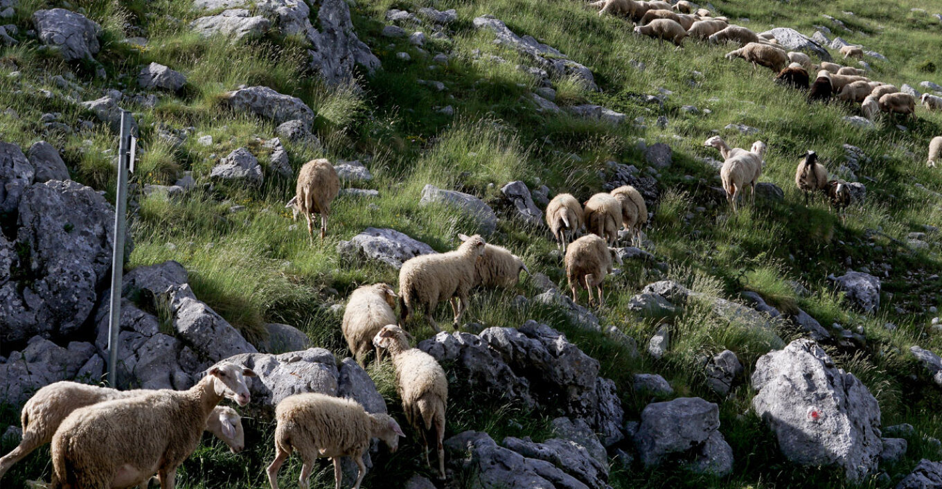Πάνω από 350 εκατ. ευρώ οι ζημιές από την ευλογιά στους 14 μήνες Πάνω από 350 εκατ. ευρώ οι ζημιές από την ευλογιά στους 14 μήνες