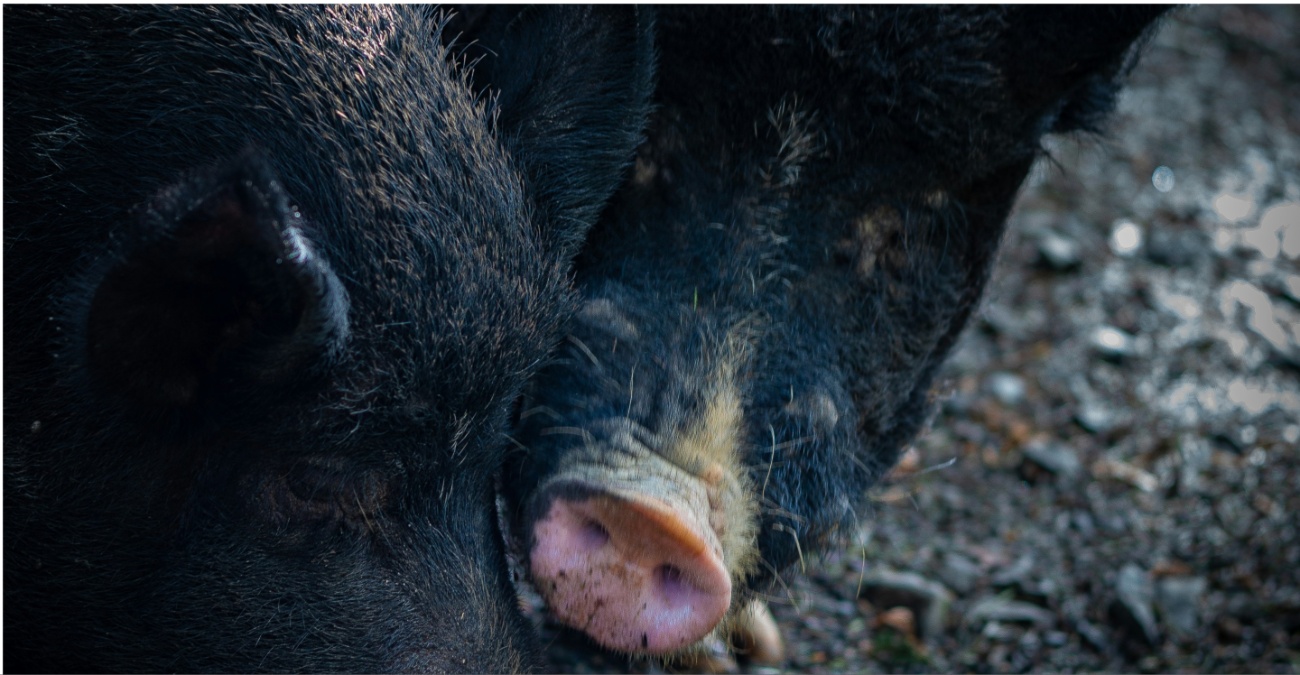 &Beta;&Iota;&Nu;&Tau;&Epsilon;&Omicron;: &Omicron; &pi;&iota;&omicron;... &laquo;&gamma;&omicron;&upsilon;&rho;&omicron;&upsilon;&nu;ά&tau;&omicron;&sigmaf;&raquo; &pi;&epsilon;&zeta;ό&sigmaf; &sigma;&tau;&omicron;&upsilon;&sigmaf; &delta;&rho;ό&mu;&omicron;&upsilon;&sigmaf; &tau;&eta;&sigmaf; &Lambda;&epsilon;&mu;&epsilon;&sigma;&omicron;ύ