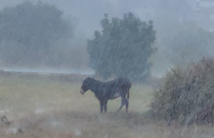 Δείτε το βίντεο με το εγκαταλελειμμένο γαϊδουράκι στην καταρρακτώδη βροχή που εξόργισε το διαδίκτυο