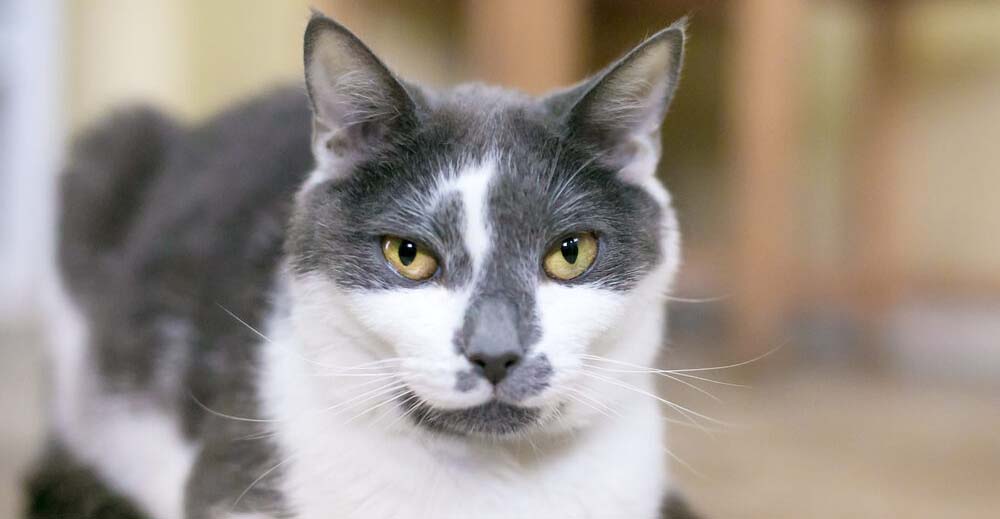 Πώς να μάθετε στη γάτα σας το όνομά της