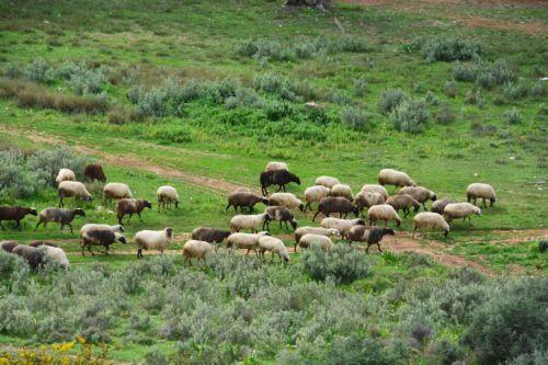 &Alpha;&nu;&eta;&sigma;&upsilon;&chi;ί&alpha; &gamma;&iota;&alpha; &alpha;&phi;&theta;ώ&delta;&eta; &pi;&upsilon;&rho;&epsilon;&tau;ό: &Pi;&rho;&omicron;&chi;&omega;&rho;&omicron;ύ&nu; &sigma;&epsilon; &kappa;&alpha;&tau;&alpha;&sigma;&kappa;&epsilon;&upsilon;ή &delta;&epsilon;&xi;&alpha;&mu;&epsilon;&nu;ώ&nu; &sigma;&epsilon; &Tau;ί&mu;&eta; &kappa;&alpha;&iota; &Alpha;&nu;&alpha;&rho;ί&tau;&alpha; &gamma;&iota;&alpha; &alpha;&pi;&omicron;&lambda;ύ&mu;&alpha;&nu;&sigma;&eta; &omicron;&chi;&eta;&mu;ά&tau;&omega;&nu;