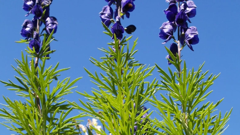 Αυτό είναι το τοξικό φυτό που μοιάζει με μαϊντανό και σκοτώνει