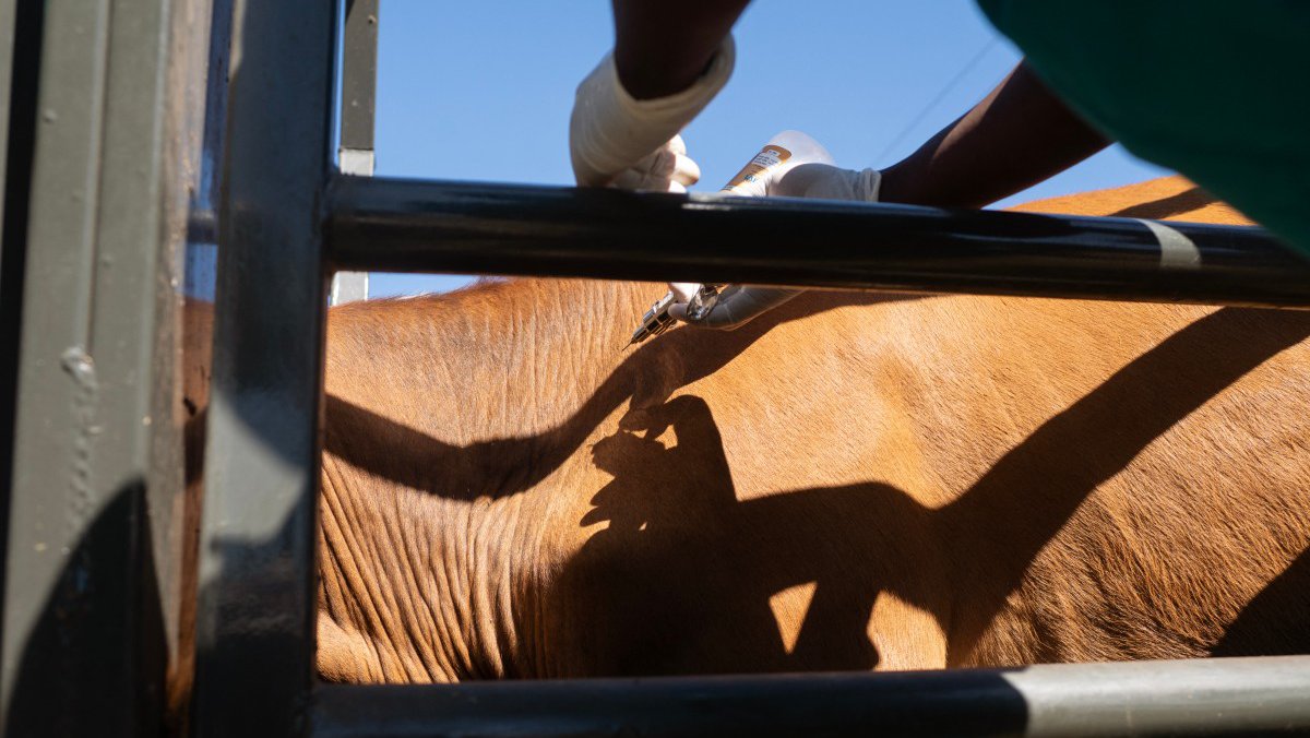 Αφθώδης πυρετός: «Καθάρισε» το Πέργαμος - Μπορούν να διοχετεύουν τα προϊόντα τους στην αγορά