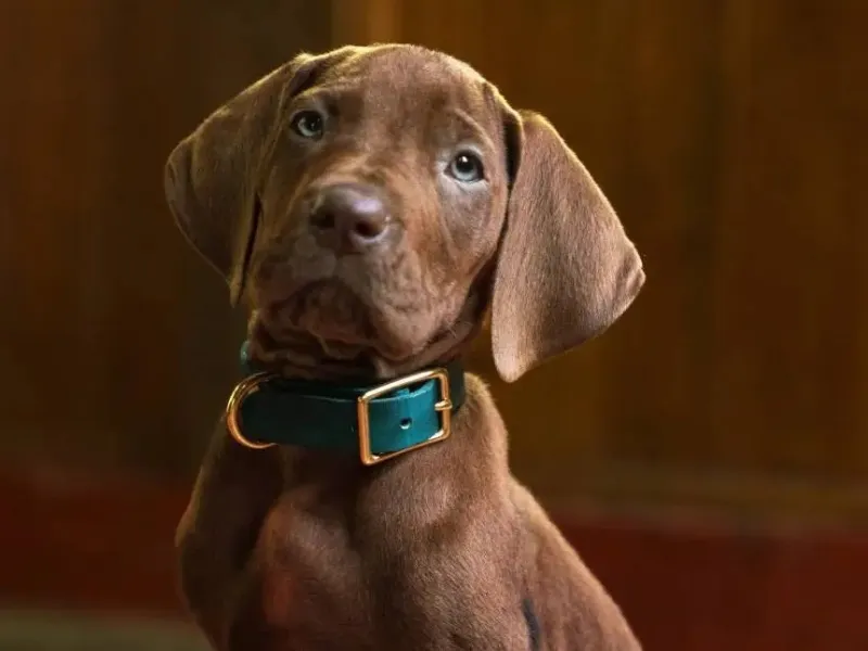 Scooby-Doo: Ο νέος σκύλος του Netflix δίχασε τους 
