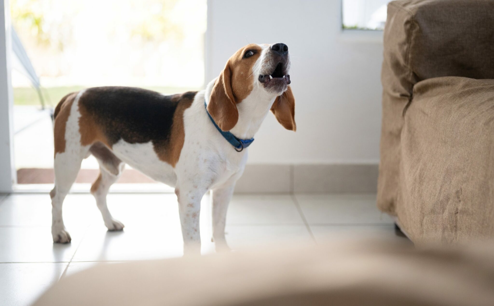 Τι λένε οι σκύλοι όταν γαβγίζουν