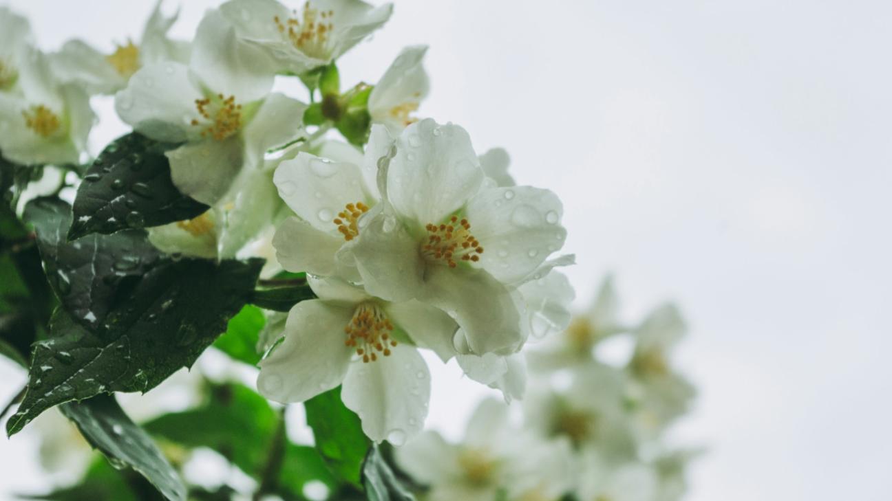 Αυτό το φυτό φέρνει τύχη στο σπίτι και καταπολεμά το άγχος – Τώρα είναι η κατάλληλη στιγμή να το φυτέψετε