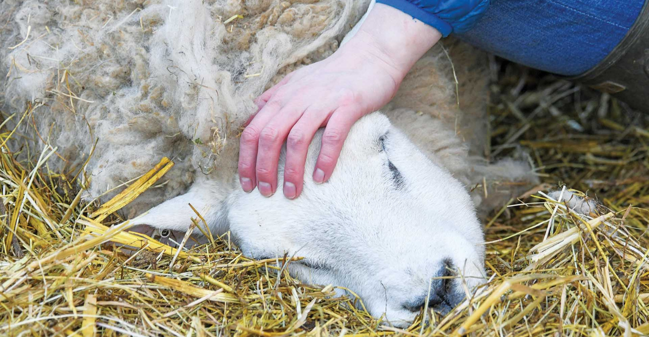 &Alpha;&phi;&theta;ώ&delta;&eta;&sigmaf; &pi;&upsilon;&rho;&epsilon;&tau;ό&sigmaf;: &Kappa;&rho;ί&sigma;&eta; ά&nu;&epsilon;&upsilon; &pi;&rho;&omicron;&eta;&gamma;&omicron;&upsilon;&mu;έ&nu;&omicron;&upsilon; &sigma;&tau;&eta;&nu; &kappa;&tau;&eta;&nu;&omicron;&tau;&rho;&omicron;&phi;ί&alpha; &ndash; &Kappa;&alpha;&rho;&alpha;&nu;&tau;ί&nu;&alpha; &kappa;&alpha;&iota; &delta;&rho;&alpha;&mu;&alpha;&tau;&iota;&kappa;έ&sigmaf; &epsilon;&kappa;&kappa;&lambda;ή&sigma;&epsilon;&iota;&sigmaf; &pi;&alpha;&rho;&alpha;&gamma;&omega;&gamma;ώ&nu;