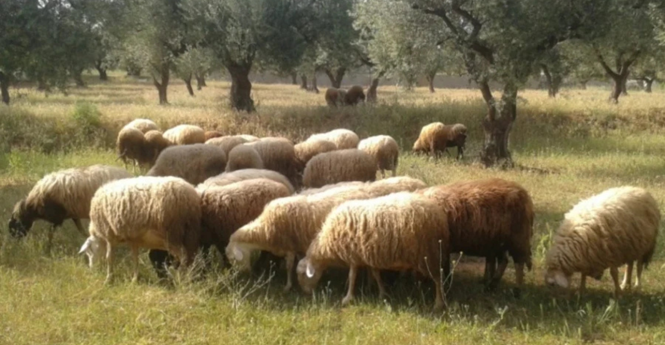 «Έπεσαν» τα πρώτα χρήματα! Ξεκίνησαν οι αποζημιώσεις στους κτηνοτρόφους Πολεμιδιών – €250.000 μέσα στο 2025!