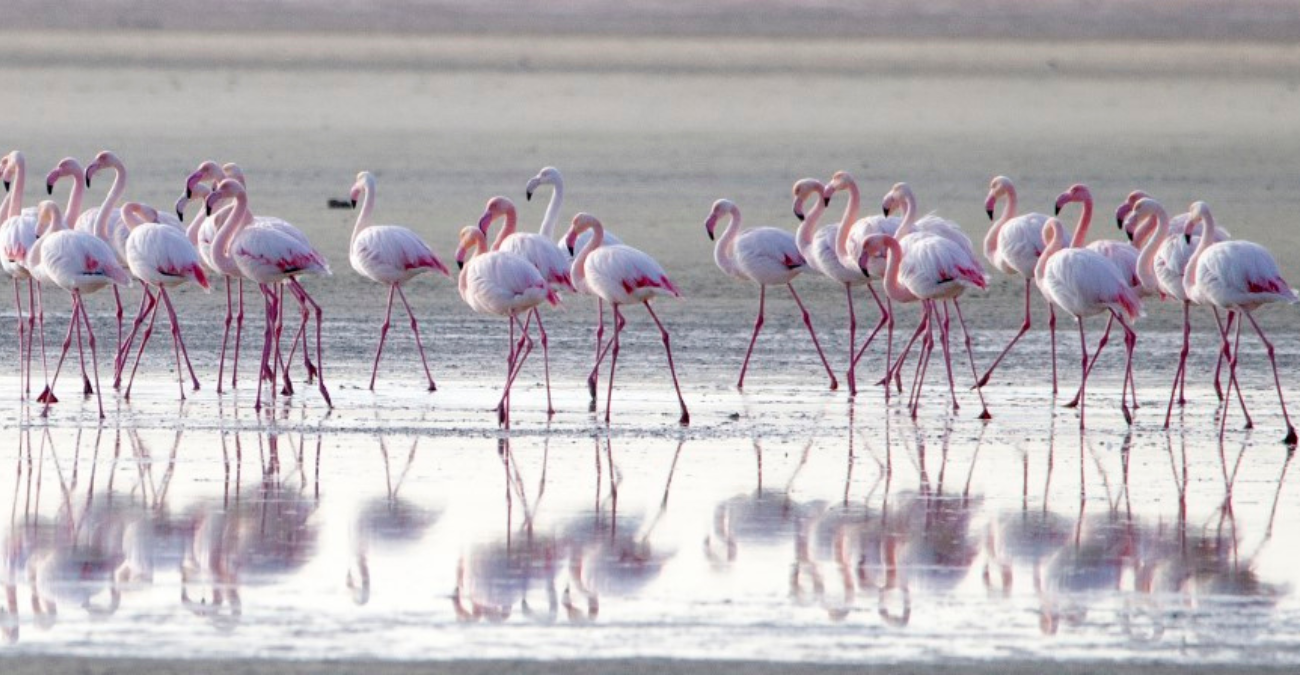 Έκαναν την εμφάνιση τους τα πρώτα φλαμίγκο