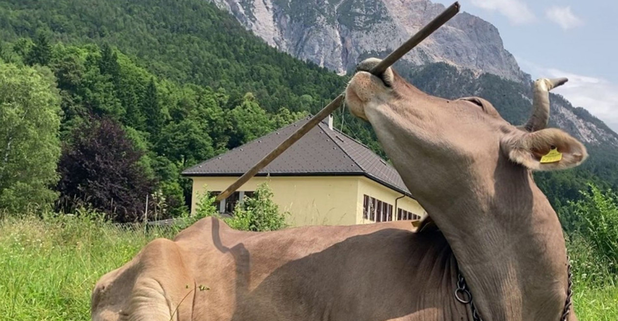 &laquo;&Epsilon;ί&nu;&alpha;&iota; &pi;&iota;&omicron; έ&xi;&upsilon;&pi;&nu;&epsilon;&sigmaf; &alpha;&pi;ό ό&sigma;&omicron; &nu;&omicron;&mu;ί&zeta;&alpha;&mu;&epsilon;&raquo;: &Alpha;&gamma;&epsilon;&lambda;ά&delta;&alpha; &chi;&rho;&eta;&sigma;&iota;&mu;&omicron;&pi;&omicron;&iota;&epsilon;ί &sigma;&kappa;&omicron;ύ&pi;&alpha; &gamma;&iota;&alpha; &nu;&alpha;... &xi;ύ&sigma;&epsilon;&iota; &tau;&eta;&nu; &pi;&lambda;ά&tau;&eta; &tau;&eta;&sigmaf; - &Delta;&epsilon;ί&tau;&epsilon; &beta;ί&nu;&tau;&epsilon;&omicron;