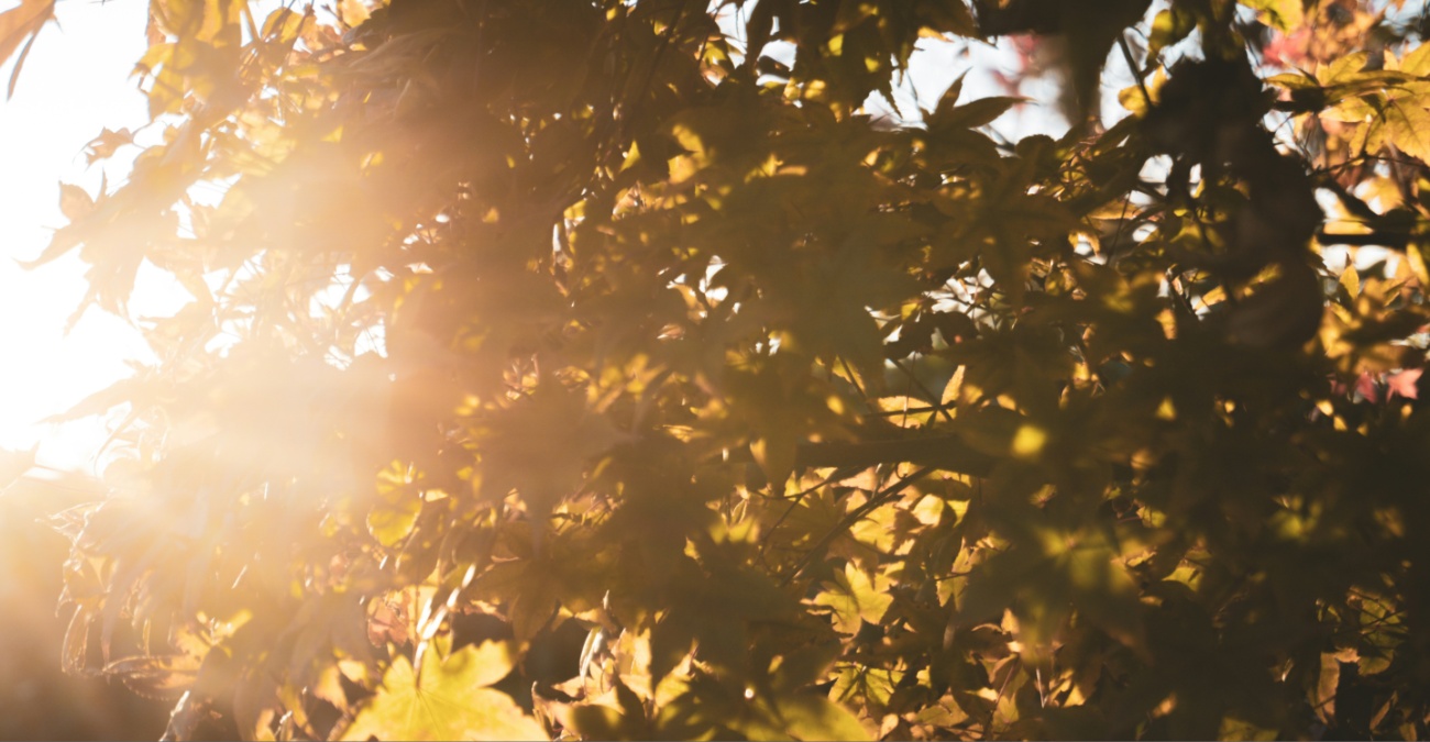 Ανοιξιάτικο σκηνικό το Σαββατοκύριακο – Στα ύψη η θερμοκρασία Ανοιξιάτικο σκηνικό το Σαββατοκύριακο – Στα ύψη η θερμοκρασία