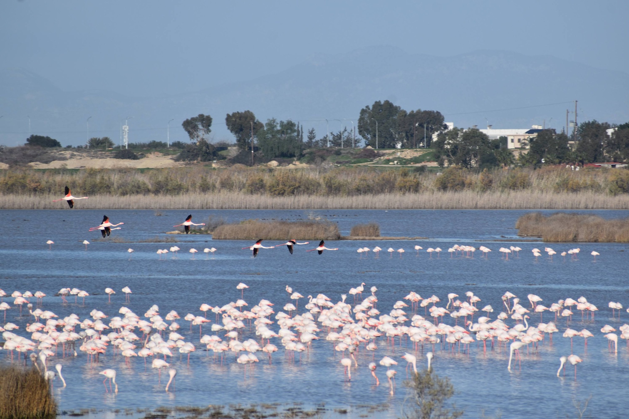 Έγινε «ροζ» η λίμνη Παραλιμνίου – Γέμισε με φλαμίνγκο – Μαγικές εικόνες