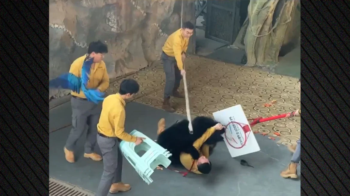 Αρκούδα επιτέθηκε στον εκπαιδευτή της κατά τη διάρκεια παράστασης σε ζωολογικό κήπο στην Κίνα