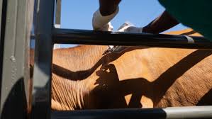 Αφθώδης πυρετός: Νέο κρούσμα σε μονάδα στο Γέρι– Εντατικοποίηση ελέγχων λόγω Πάσχα