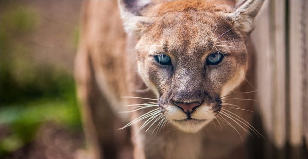 Νεκρή γυναίκα έπειτα από επίθεση πούμα σε πάρκο στο Κολοράντο Νεκρή γυναίκα έπειτα από επίθεση πούμα σε πάρκο στο Κολοράντο