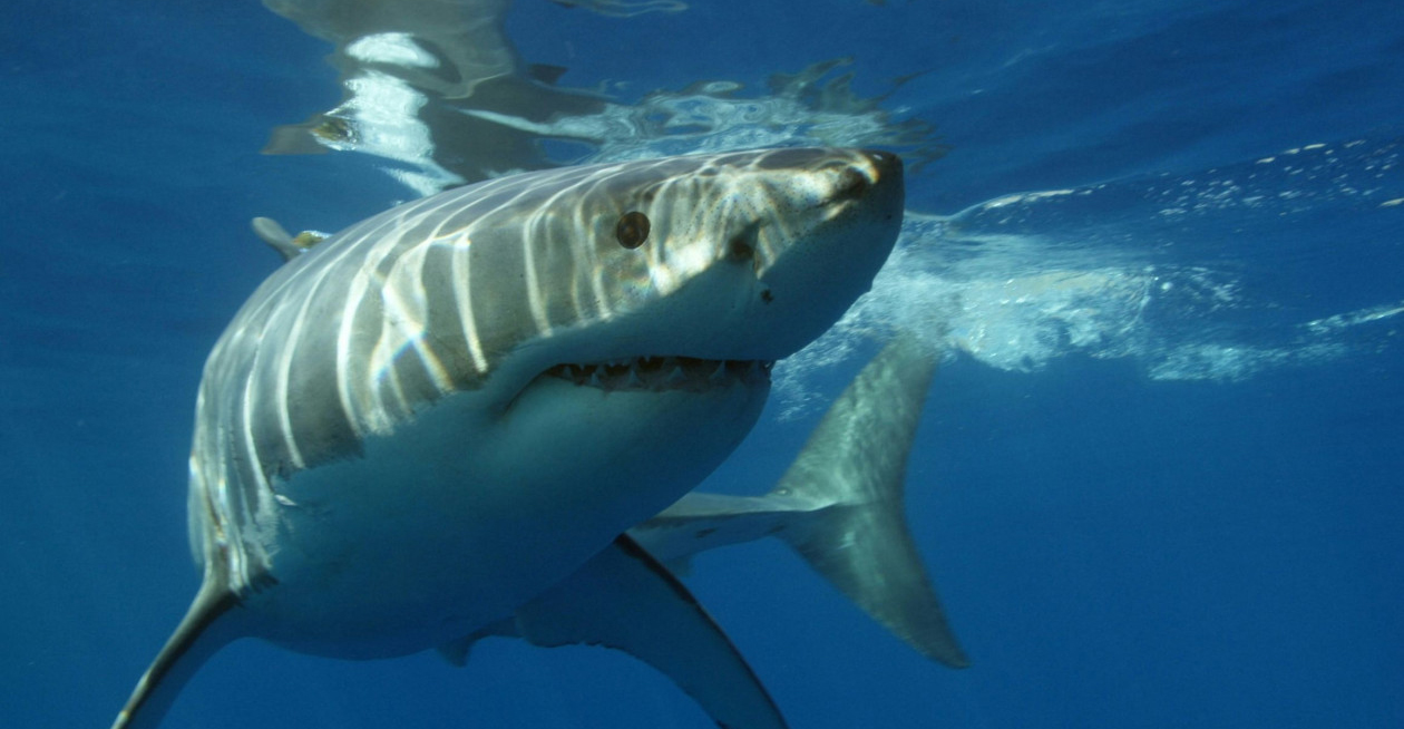 &Kappa;&alpha;&rho;&chi;&alpha;&rho;ί&alpha;&sigmaf; &alpha;&kappa;&rho;&omega;&tau;&eta;&rho;ί&alpha;&sigma;&epsilon; &nu;&epsilon;ό&nu;&upsilon;&mu;&phi;&omicron; &sigma;&tau;&omicron;&nu; &mu;ή&nu;&alpha; &tau;&omicron;&upsilon; &mu;έ&lambda;&iota;&tau;&omicron;&sigmaf;: &Delta;ί&nu;&epsilon;&iota; &mu;ά&chi;&eta; &gamma;&iota;&alpha; &tau;&eta; &zeta;&omega;ή &tau;&omicron;&upsilon;