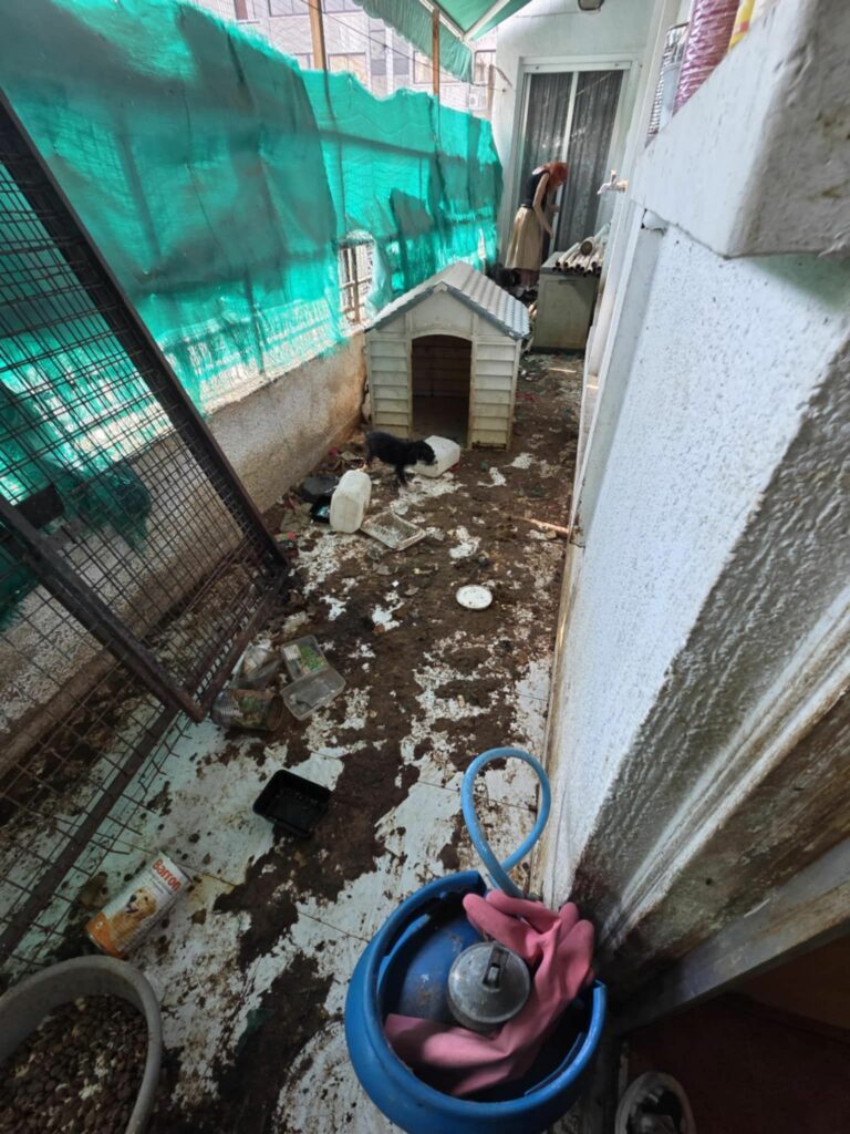 Σε άθλιες συνθήκες ζούσαν δεκάδες σκυλιά στη Λεμεσό – Ξανά στο στόχαστρο 77χρονη – Δείτε φωτογραφίες Σε άθλιες συνθήκες ζούσαν δεκάδες σκυλιά στη Λεμεσό – Ξανά στο στόχαστρο 77χρονη – Δείτε φωτογραφίες