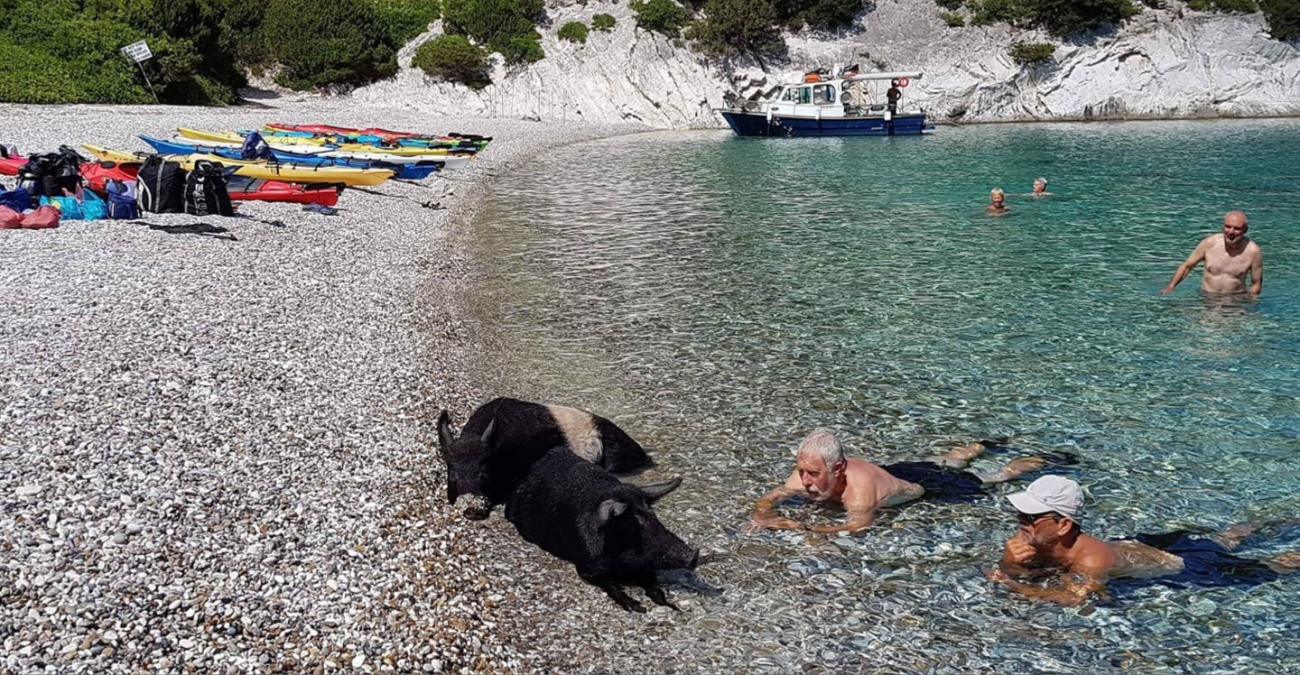 Αυτό είναι το ελληνικό “Pig Island” όπου κολυμπάς με… γουρουνάκια στο Ιόνιο
