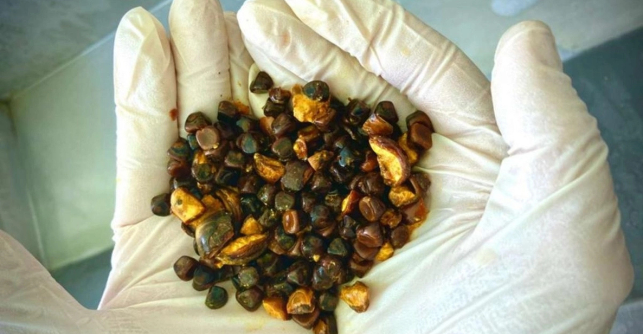 Πιο ακριβές από χρυσό: Πέτρες στη χολή βοοειδών έχουν γίνει το πιο πολύτιμο εμπόρευμα παγκοσμίως - Μάθε τον λόγο - Βίντεο