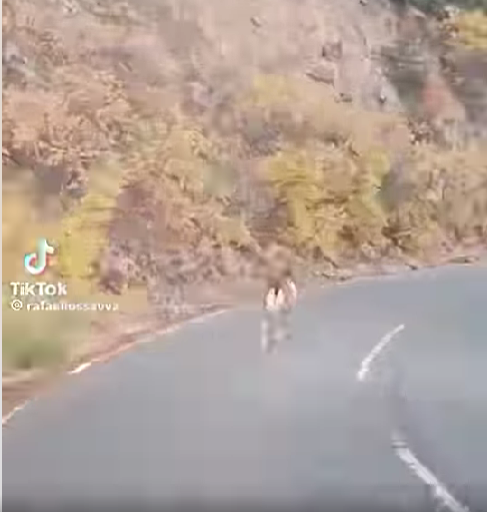 Video: Οδηγός «τρέχει» από πίσω πανικόβλητο αγρινό