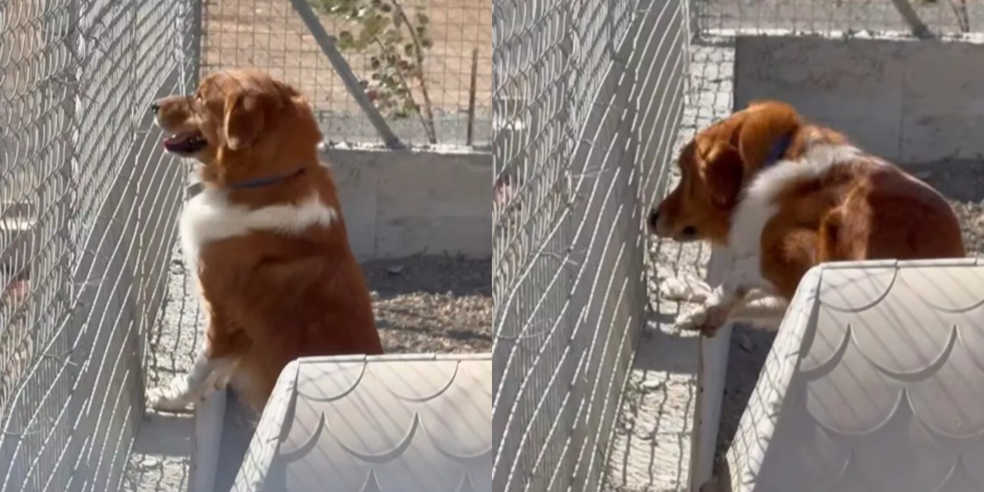 Video που «ραγίζει» καρδιές: Η αντίδραση σκύλου που μόλις τον εγκατέλειψε ο ιδιοκτήτης του σε καταφύγιο στην Κύπρο Video που «ραγίζει» καρδιές: Η αντίδραση σκύλου που μόλις τον εγκατέλειψε ο ιδιοκτήτης του σε καταφύγιο στην Κύπρο