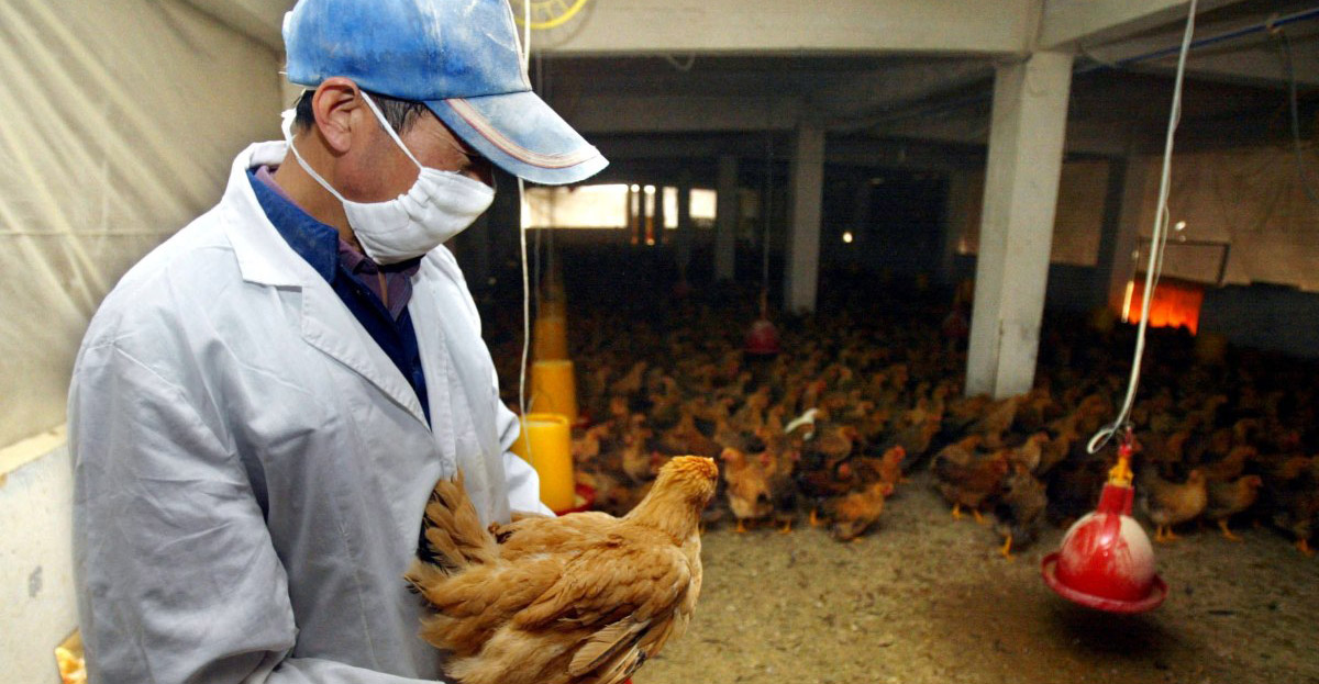 «Χειρότερη από την Covid» – Το Ινστιτούτο προειδοποιεί για κίνδυνο πανδημίας από γρίπη των πτηνών