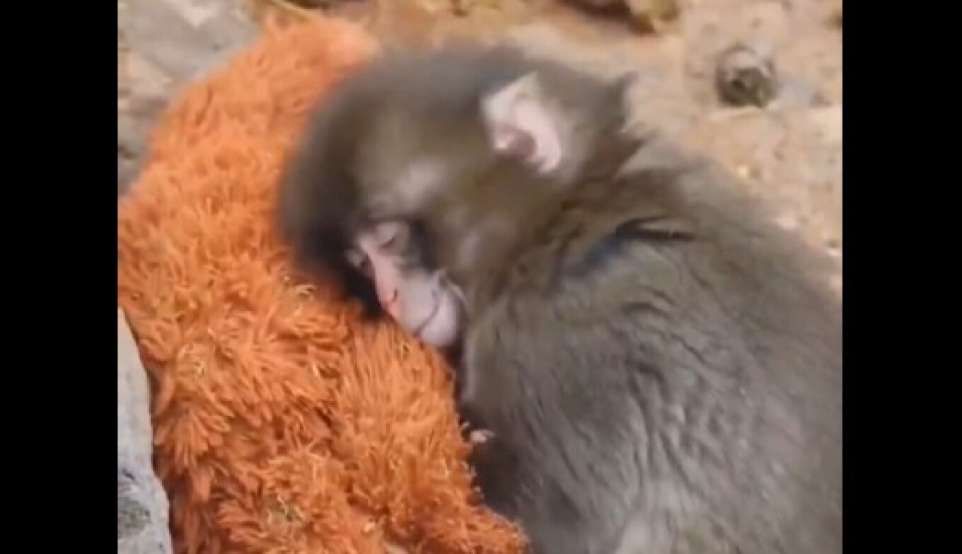 &Sigma;&upsilon;&gamma;&kappa;&iota;&nu;&eta;&tau;&iota;&kappa;ό &beta;ί&nu;&tau;&epsilon;&omicron;: &Mu;&alpha;ϊ&mu;&omicron;&upsilon;&delta;ά&kappa;&iota; έ&xi;&iota; &mu;&eta;&nu;ώ&nu; &beta;&rho;ί&sigma;&kappa;&epsilon;&iota; &pi;&alpha;&rho;&eta;&gamma;&omicron;&rho;&iota;ά &sigma;&epsilon; &lambda;&omicron;ύ&tau;&rho;&iota;&nu;&omicron; &pi;&alpha;&iota;&chi;&nu;ί&delta;&iota; &mu;&epsilon;&tau;ά &tau;&eta;&nu; &alpha;&pi;ό&rho;&rho;&iota;&psi;&eta; &alpha;&pi;ό &tau;&eta; &mu;&eta;&tau;έ&rho;&alpha; &tau;&omicron;&upsilon;